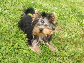 Yorkshire Terrier Rüde