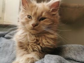 Maine Coon Kitten mit Stammbaum
