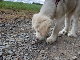 Alabai Mischlings Welpe