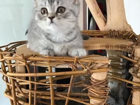 BKH Kitten reinrassig