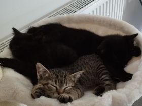 Katzenbabys BKH