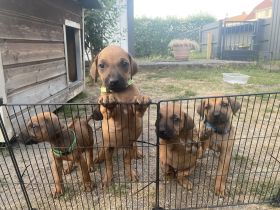 Rhodesian Ridgeback Welpen