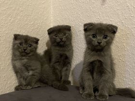 Sehr kluge graue Kätzchen