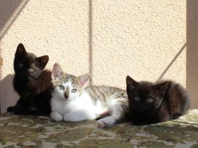 Hübsche Junge Katzen Abzugeben