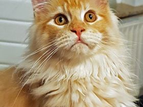 Toller Maine Coon Kater mit Stammbaum