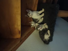 Katzenbaby sucht neues Zuhause