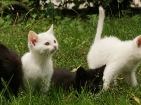 2 schwarze und 2 weiße BKH-Mix-Kater