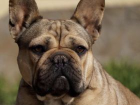 Französische Bulldog Dame sucht ein Zuhause