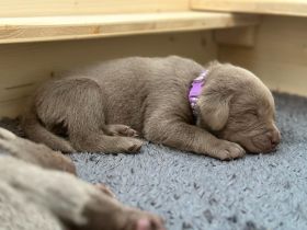 Silberne reinrassige Labradorwelpen
