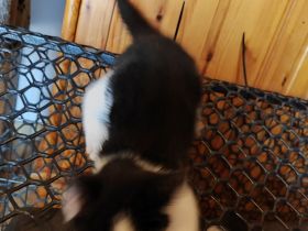 Haus und Hof Kätzchen