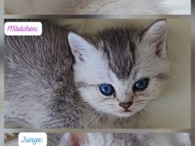 Wunderschöne BkH kitten 😍