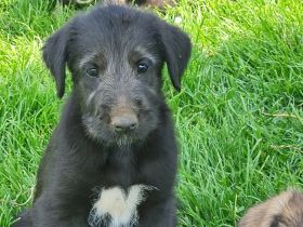 Wunderschöne Irischer Wolfshund Welpen freuen sich auf ein neues Zuhause!