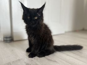 Maine Coon Kitten Abgabebereit