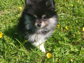 Pomerania Welpen suchen neues Zuhause