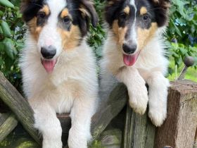 Tolle Colliewelpen