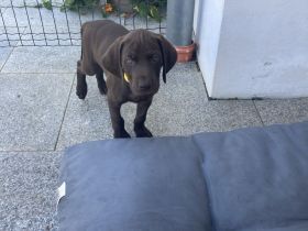 Deutsch Kurzhaar Welpen