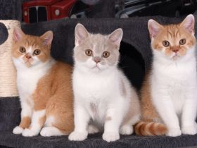 BKH / Britisch Kurzhaar Kitten mit in blau Stammbaum!