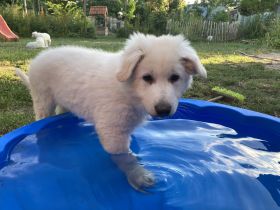 Weiße Schweizer Schäferhund Welpen