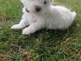 Malteser/Bichon Friese Welpen