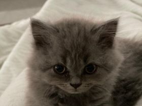 Britisch Kurzhaar / Langhaar Kitten