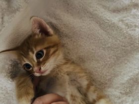 3 Hauskätzchen suchen liebevolle Katzeneltern