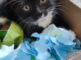 Kitten,Männlich,Mischling,je 50€