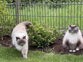 Neva masquerade Schwestern