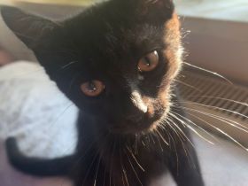 Britisch Kurzhaar Mix Kitten BKH EKH Katzenbaby