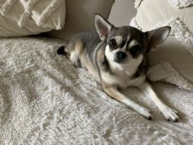 Liebe Chihuahua Hündin sucht ein neues zu Hause.