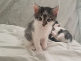 Katzen such absofort ein liebevolles Zuhause