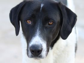 Adella, geb. ca. 01/2023, lebt in GRIECHENLAND, im städt. Tierheim Serres