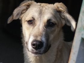 Angelica, geb. ca. 01/2023, lebt in GRIECHENLAND, auf einer privaten Pflegestelle