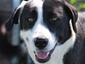 Aquata, geb. ca. 01/2023, lebt in GRIECHENLAND, im städt. Tierheim Serres