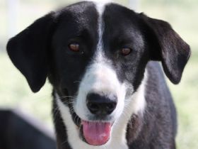 Arielle, geb. ca. 01/2023, lebt in GRIECHENLAND, im städt. Tierheim Serres