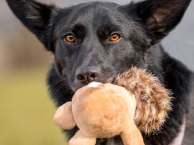Mobby - unser lieber, intelligenter Hundebub