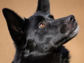 Mobby - unser lieber, intelligenter Hundebub