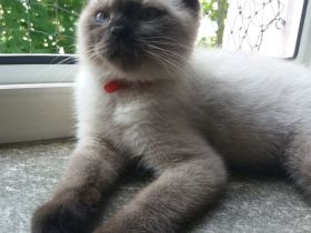 BKH Katerchen in chocolate point