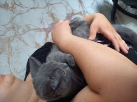 Britisch kurzhaar BKH