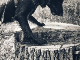 Zertifizierte Hundetrainerin, mobile Hundeschule