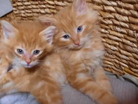 🌸Reinrassige 🌸Norwegische Waldkatzen🌸 Kitten suchen ein neues Zuhause🌸 Geimpft 🌸 Entwurmt🌸