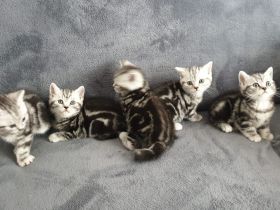 Reinrassige BKH Kitten in Black Silber Classic Tabby
