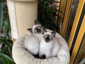 Heilige Birma Neva Masquarade Kitten Katze Kater