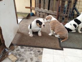 Old Englisch bulldog