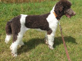 Harlekinpudel Deckrüde braun weiß, 63 cm