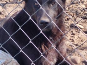 liebe, kastrierte Reea geb.7.7.2022 wurde von der Polizei beschlagnahmt beim rumänischen Züchter