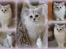 Highlander - Britisch Langhaar Mädchen in black-silver-shaded