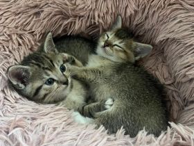 BKH Katzen Babys Geschwister