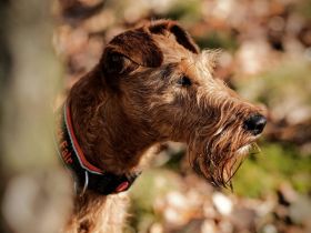 Puck Fair Irish Terrier
