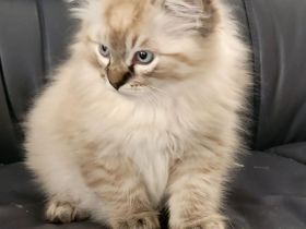 Ragdoll Katze