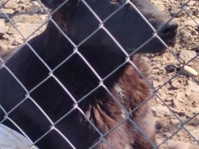 liebe, kastrierte Blanca wurde vom Züchtersohn in die Tötung abgegeben; wir suchen ein Heim für sie